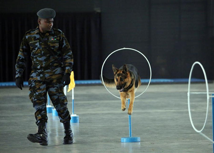 Sri Lanka Air Force sniffer dogs