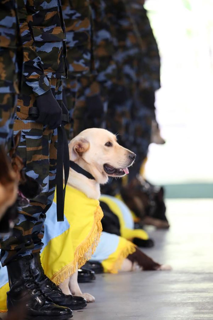 Sri Lanka Air Force sniffer dogs