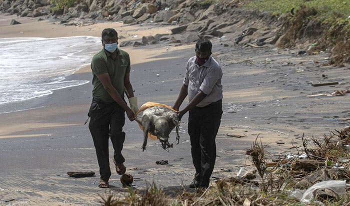 Dead turtle washed ashore in Colombo Sri Lanka