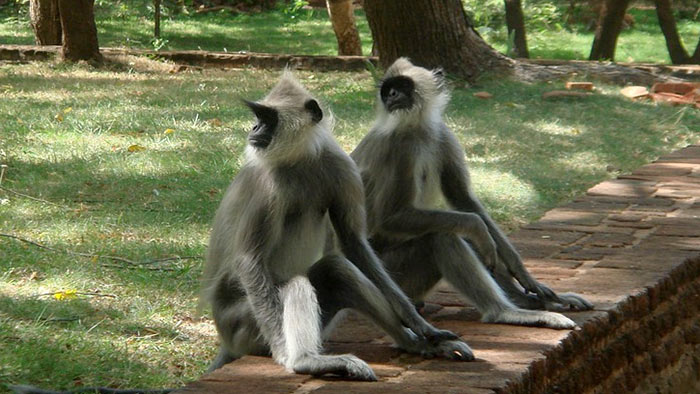 Sri Lankan monkeys