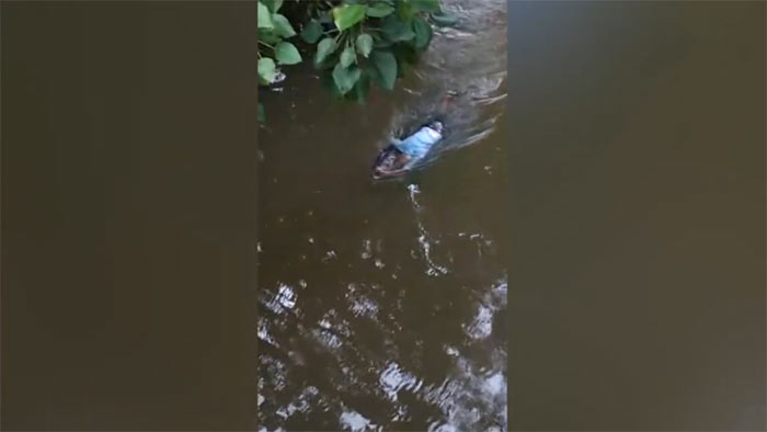 Crocodile drags a dead body along the Diyawanna Oya in Kimbulawala Sri Lanka