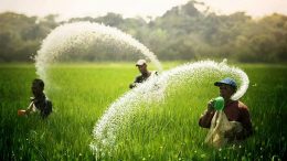 Paddy farmers spray fertilizer