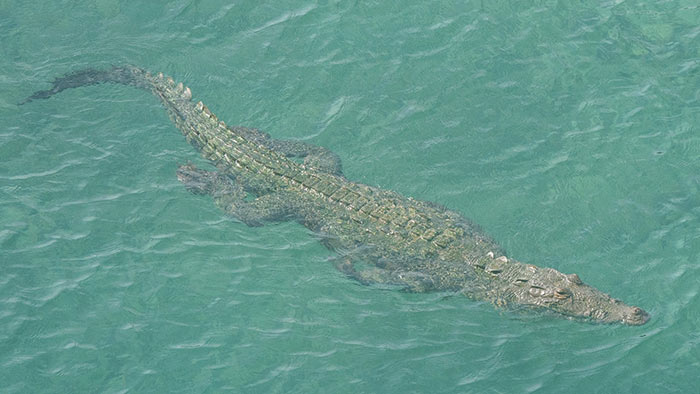 Crocodile in sea water