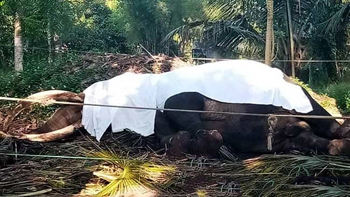 Nadungamuwa Raja tusker passes away