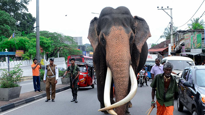 Nadungamuwa Raja tusker elephant in Sri Lanka