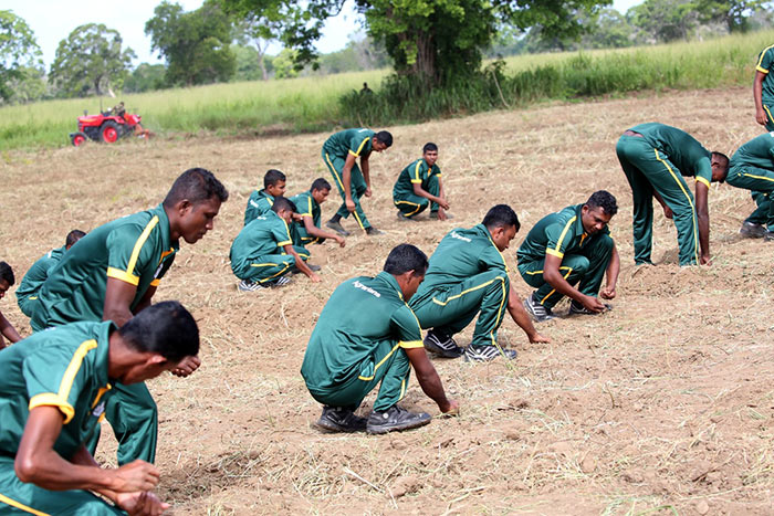 Sri Lanka Army Inaugurates Stage 1 of Maize Cultivation in Niraviya Farm