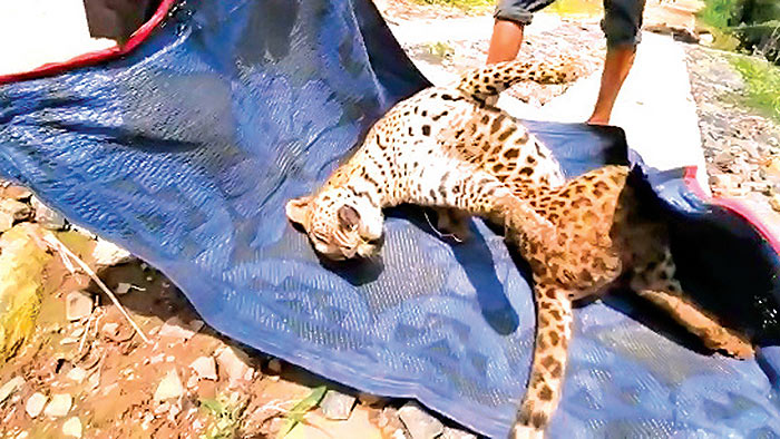 Leopard dies in Nawalapitiya, Sri Lanka after being trapped