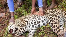 Leopard killed in Hatton, Sri Lanka
