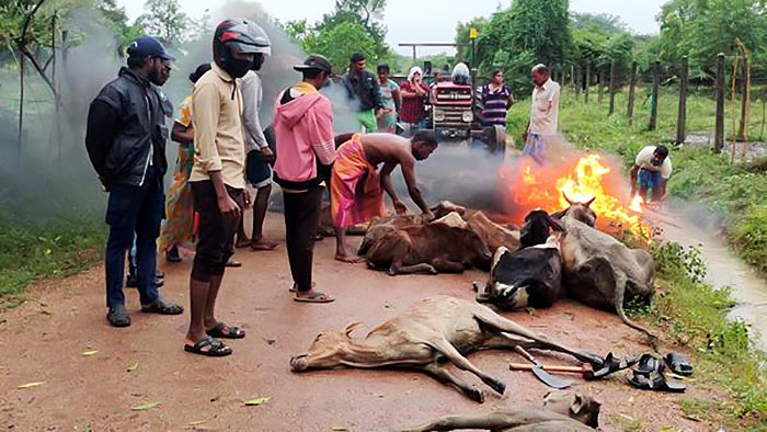 165 dairy cows killed due to extreme cold in Kilinochchi Sri Lanka