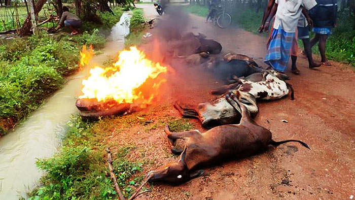 165 dairy cows killed due to extreme cold in Kilinochchi Sri Lanka