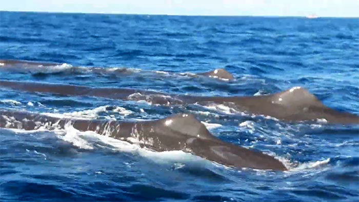 Operation to rescue 14 pilot whales in Kalpitiya Sri Lanka