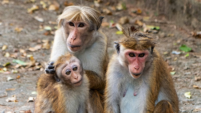Toque macaque monkeys in Sri Lanka