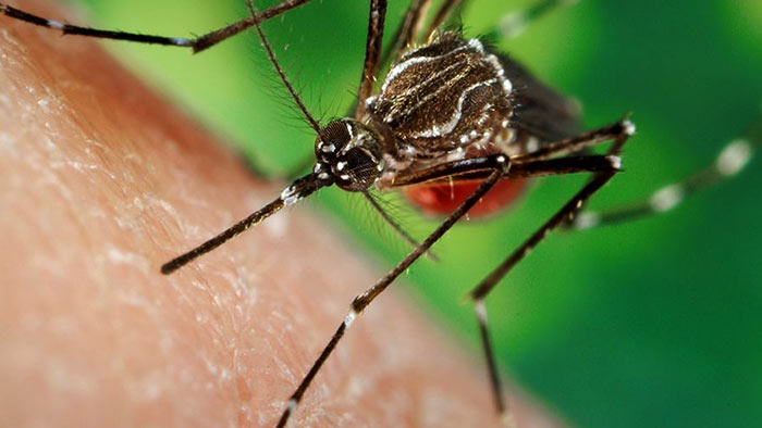 Dengue mosquito