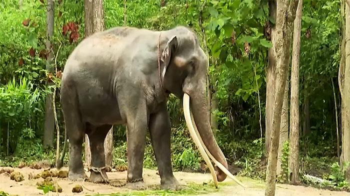 An Elephant named Sak Surin, a Thai elephant gifted to Sri Lanka by the Thai government in 2001