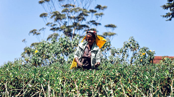 Tea picker in Sri Lanka