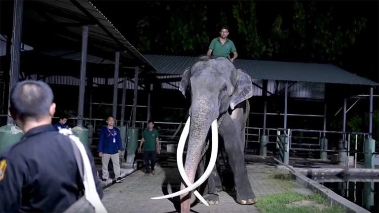Thailand elephant Muthu Raja in Sri Lanka