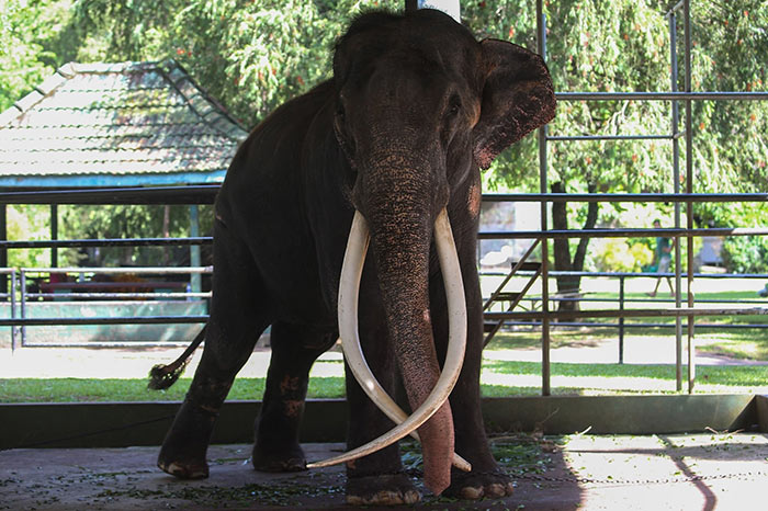 Thailand elephant Muthu Raja in Sri Lanka