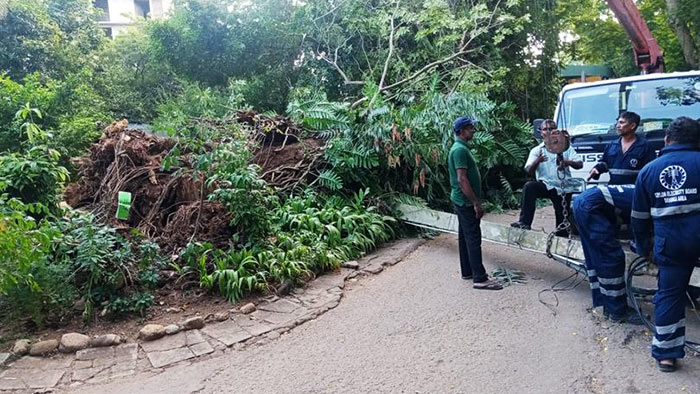 Falling tree kills Chief Security Officer of Dehiwala Zoo