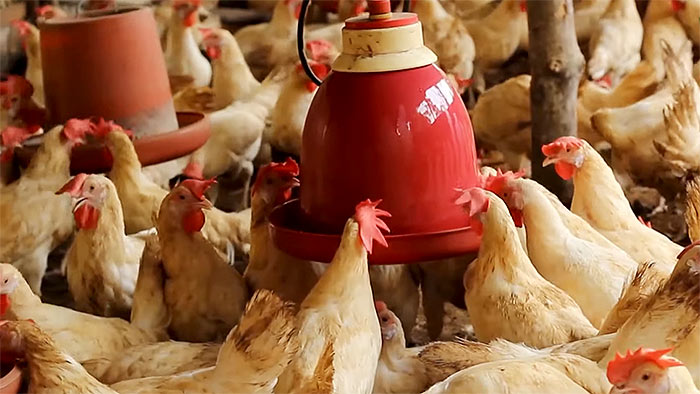 Poultry-farm or chicken farm in Sri Lanka