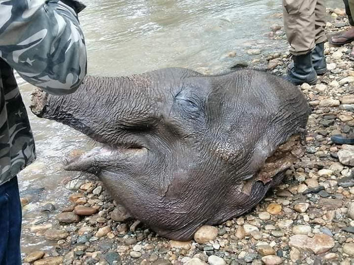 Head of elephant found in Kirindi Oya Sri Lanka