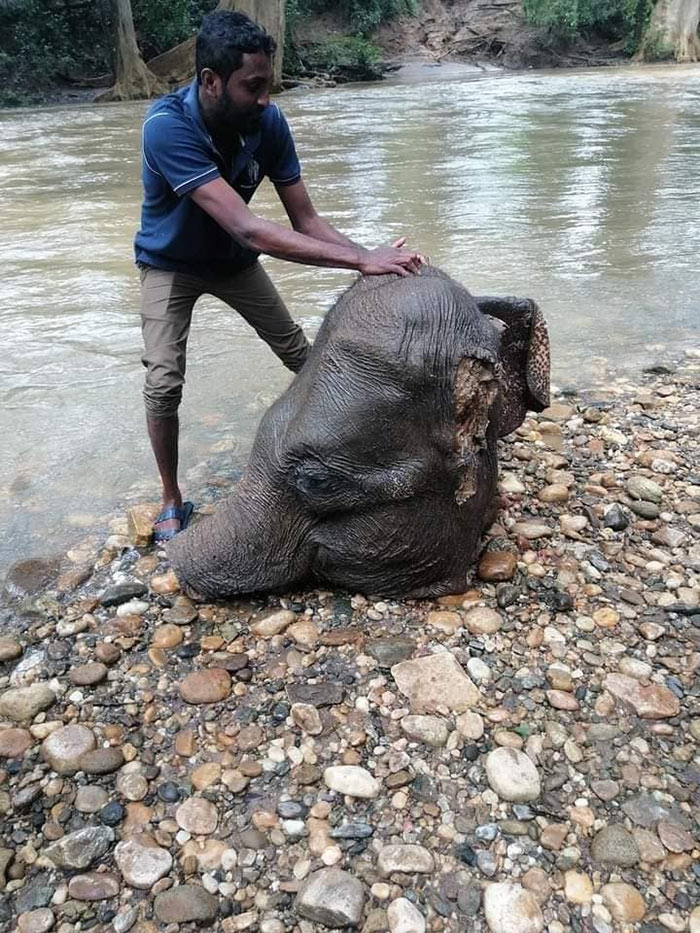 Head of elephant found in Kirindi Oya Sri Lanka