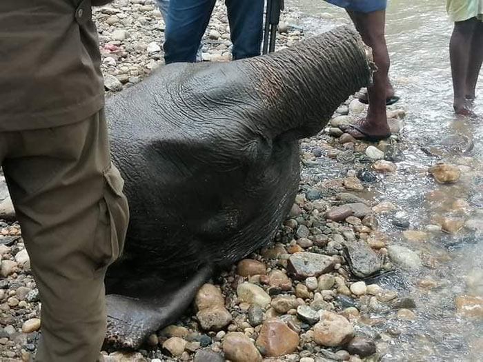 Head of elephant found in Kirindi Oya Sri Lanka