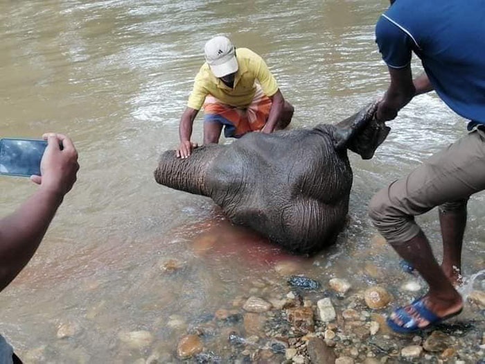 Head of elephant found in Kirindi Oya Sri Lanka