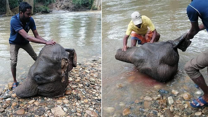 Head of elephant found in Kirindi Oya Sri Lanka