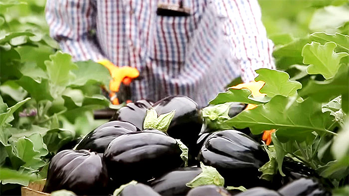 Israel agricultural labor