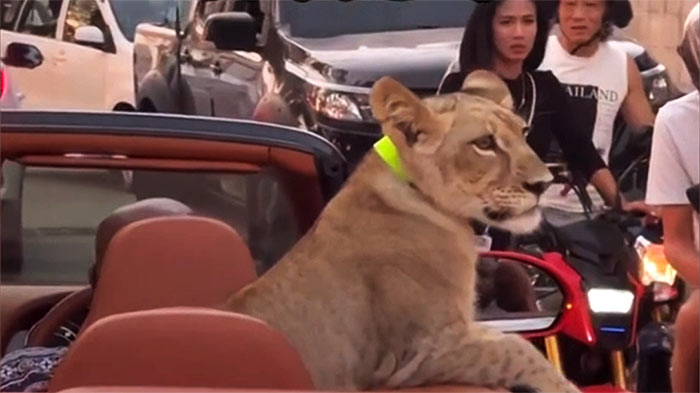 Pet lion spotted cruising in Bentley in Thailand