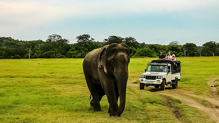 Sri Lanka tourism - Elephants