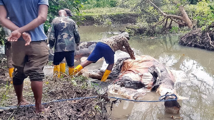 Seven Wild Elephants found dead in Sri Lanka's Polonnaruwa Wildlife Reserve