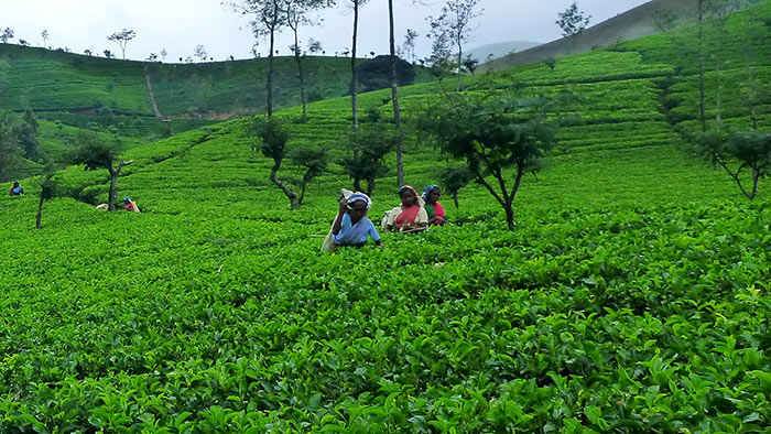 Tea pickers in Sri Lanka