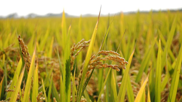 Paddy rice crop