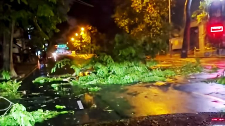 Fallen trees in Colombo