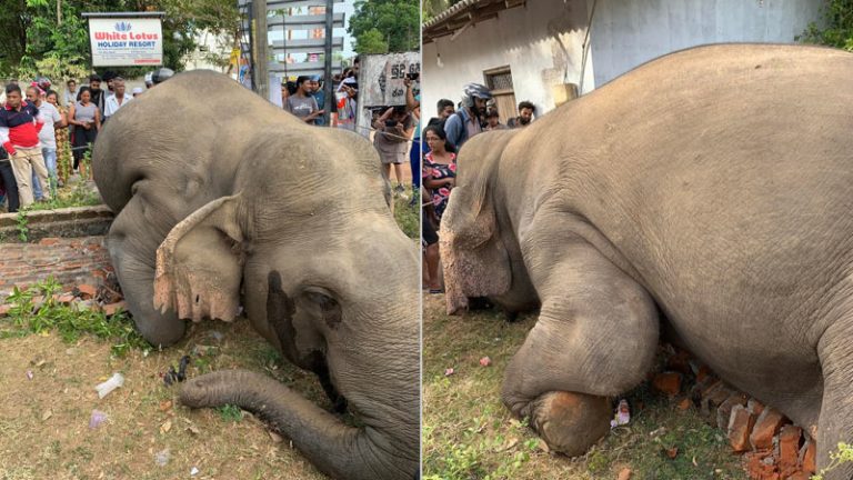 Wild Elephant killed in train collision in Gallalla, Sri Lanka