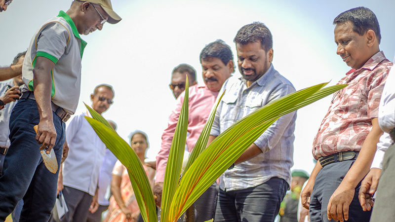 Sri Lanka President Anura Kumara Dissanayake watering a coconut plant at the inauguration of the Northern Province coconut seed production unit
