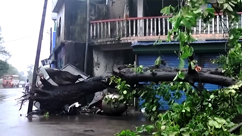 A fallen tree in Colombo