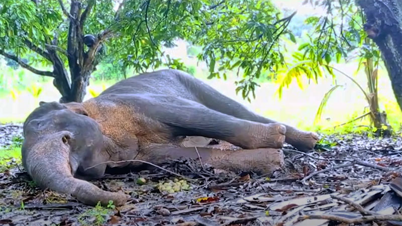 Elephant in Seeppukulam, Sri Lanka, shortly before its death