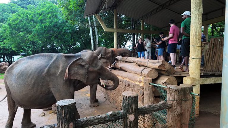 The Pinnawala Elephant Orphanage in Sri Lanka