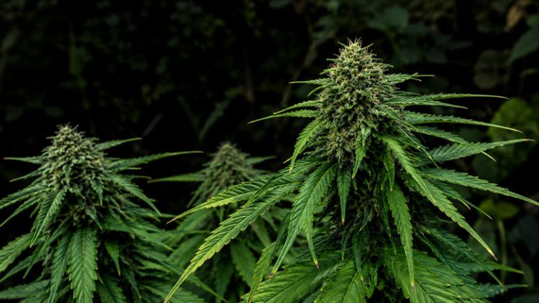 Cannabis plants