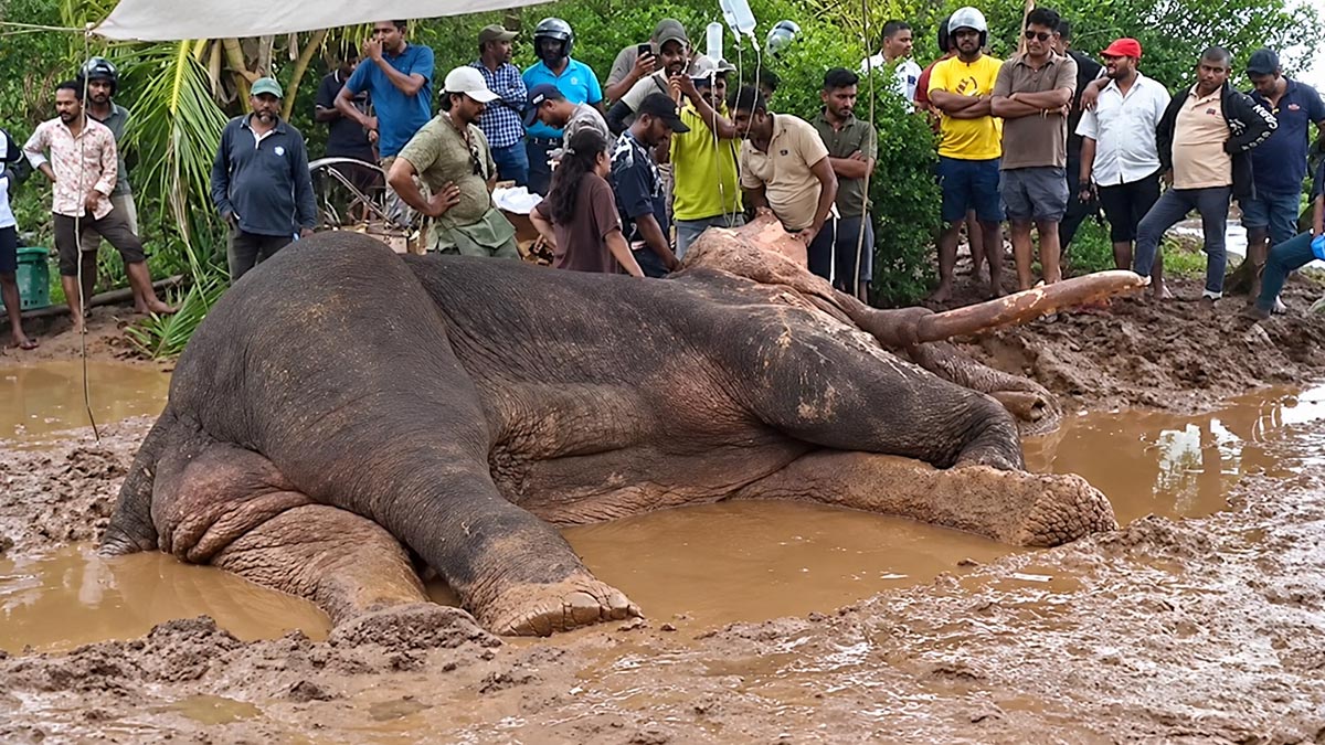 Kavantissa the tusker lying in a muddy area as wildlife staff and onlookers gather around him in Sri Lanka