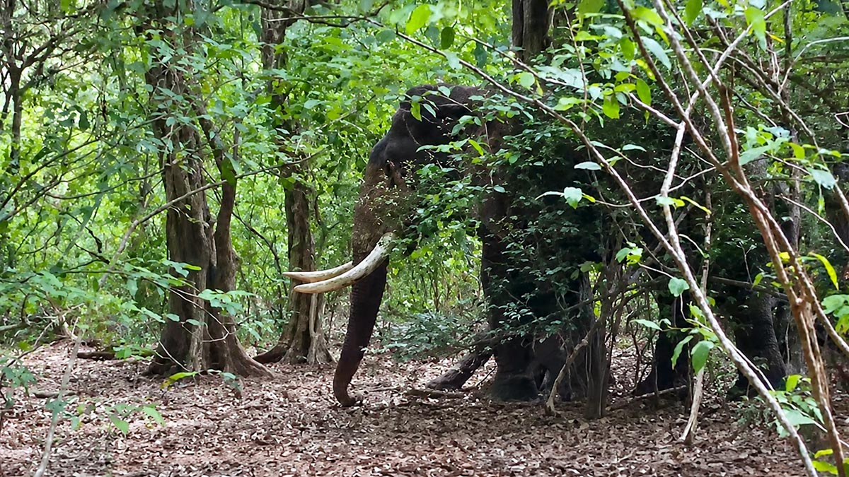 Tusker or elephant Agbo