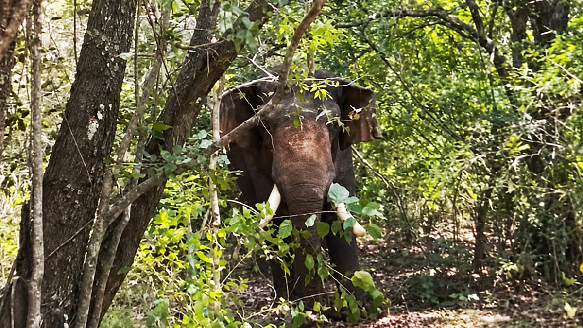 Tusker or elephant Agbo